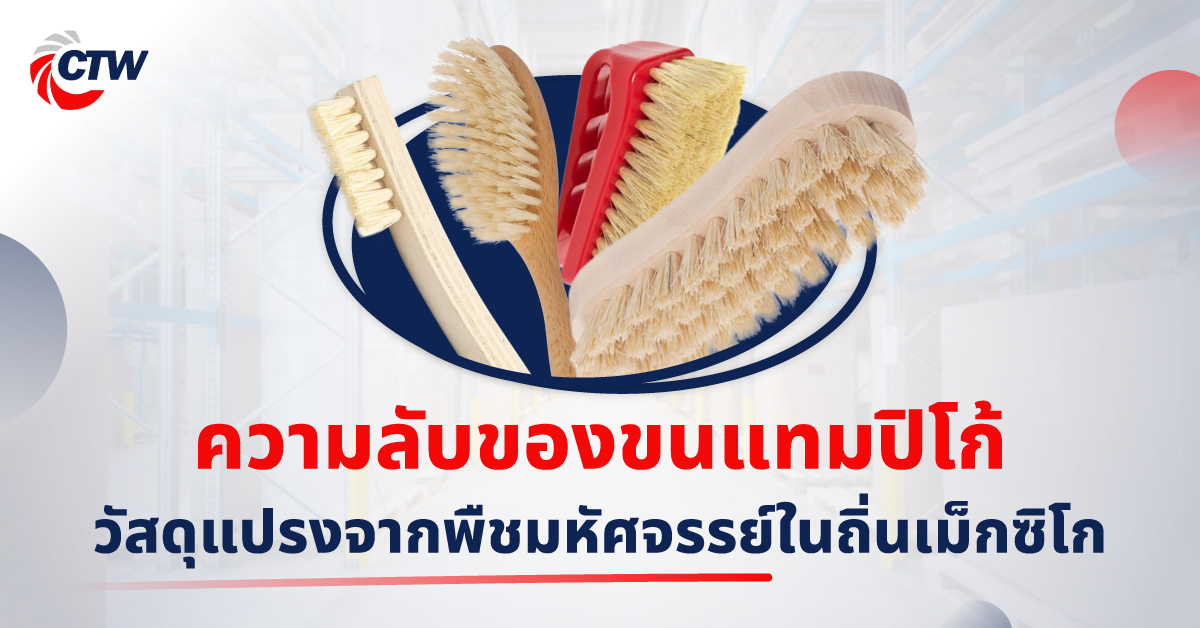 ความลับของขนแทมปิโก้ วัสดุแปรงจากพืชมหัศจรรย์ในถิ่นเม็กซิโก